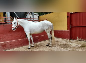 Cheval de sport espagnol, Jument, 11 Ans, 162 cm, Gris