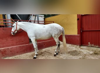 Cheval de sport espagnol, Jument, 11 Ans, 162 cm, Gris