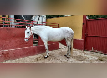 Cheval de sport espagnol, Jument, 11 Ans, 162 cm, Gris