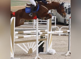 Cheval de sport espagnol, Jument, 12 Ans, 162 cm, Alezan