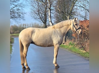 Cheval de sport espagnol, Jument, 12 Ans, 163 cm, Palomino