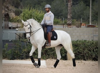 Cheval de sport espagnol, Jument, 12 Ans, 165 cm, Gris