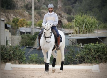 Cheval de sport espagnol, Jument, 12 Ans, 165 cm, Gris