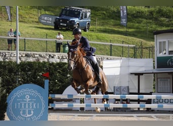 Cheval de sport espagnol, Jument, 12 Ans, Alezan