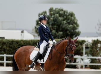 Cheval de sport espagnol, Jument, 14 Ans, 158 cm, Bai