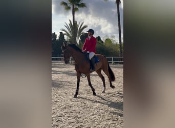 Cheval de sport espagnol, Jument, 14 Ans, 168 cm, Bai