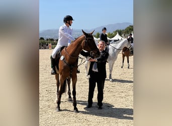 Cheval de sport espagnol, Jument, 14 Ans, 168 cm, Bai