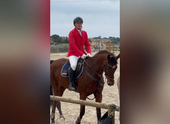 Cheval de sport espagnol, Jument, 14 Ans, 168 cm, Bai