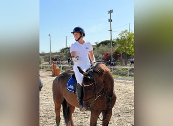 Cheval de sport espagnol, Jument, 14 Ans, 168 cm, Bai