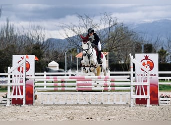 Cheval de sport espagnol Croisé, Jument, 14 Ans, 60 cm, Gris