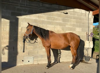 Cheval de sport espagnol Croisé, Jument, 16 Ans, 135 cm, Bai