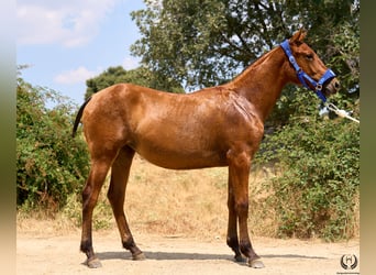 Cheval de sport espagnol, Jument, 1 Année, 145 cm, Bai brun