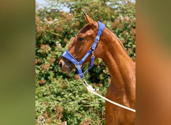 Cheval de sport espagnol, Jument, 1 Année, 145 cm, Bai brun