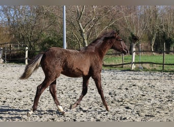 Cheval de sport espagnol, Jument, 1 Année, 149 cm, Noir