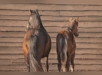Cheval de sport espagnol, Jument, 1 Année, 149 cm, Noir
