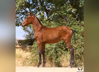 Cheval de sport espagnol, Jument, 1 Année, 150 cm, Bai