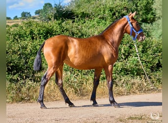 Cheval de sport espagnol, Jument, 1 Année, 150 cm, Bai