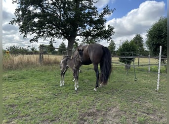 Cheval de sport espagnol, Jument, 1 Année, 151 cm, Noir