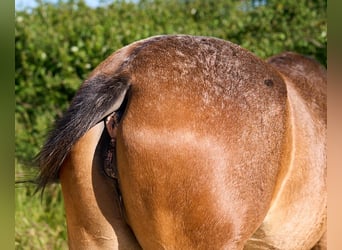 Cheval de sport espagnol, Jument, 1 Année, 155 cm, Léopard