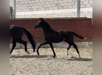 Cheval de sport espagnol, Jument, 1 Année