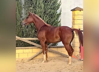 Cheval de sport espagnol Croisé, Jument, 2 Ans, 166 cm, Alezan