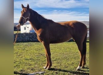 Cheval de sport espagnol, Jument, 2 Ans, 171 cm, Alezan