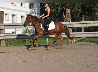 Cheval de sport espagnol, Jument, 3 Ans, 154 cm, Alezan brûlé