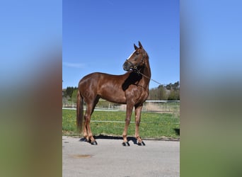Cheval de sport espagnol, Jument, 3 Ans, 154 cm, Alezan brûlé