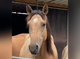 Cheval de sport espagnol, Jument, 3 Ans, 155 cm, Isabelle