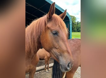 Cheval de sport espagnol, Jument, 3 Ans, 155 cm, Isabelle