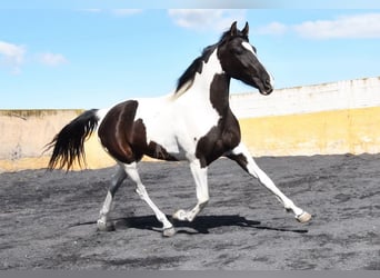 Cheval de sport espagnol, Jument, 3 Ans, 156 cm, Pinto
