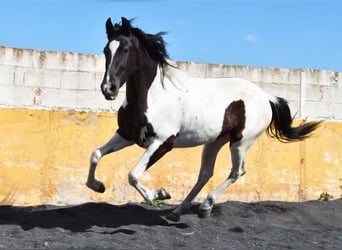 Cheval de sport espagnol, Jument, 3 Ans, 156 cm, Pinto
