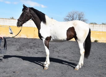 Cheval de sport espagnol, Jument, 3 Ans, 156 cm, Pinto
