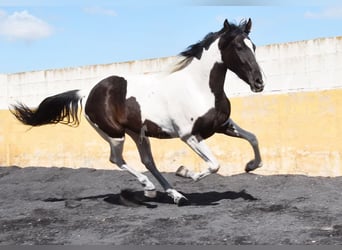 Cheval de sport espagnol, Jument, 3 Ans, 156 cm, Pinto