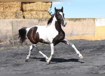 Cheval de sport espagnol, Jument, 3 Ans, 156 cm, Pinto