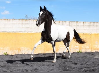 Cheval de sport espagnol, Jument, 3 Ans, 156 cm, Pinto