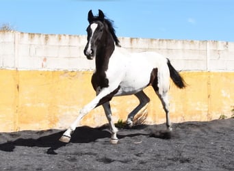 Cheval de sport espagnol, Jument, 3 Ans, 156 cm, Pinto