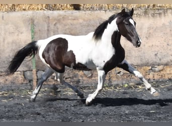Cheval de sport espagnol, Jument, 3 Ans, 156 cm, Pinto