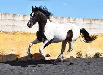 Cheval de sport espagnol, Jument, 3 Ans, 156 cm, Pinto