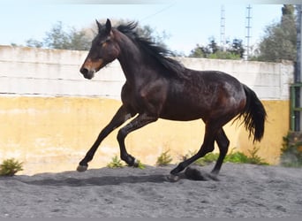 Cheval de sport espagnol, Jument, 3 Ans, 168 cm, Bai brun