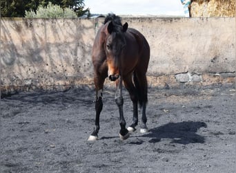 Cheval de sport espagnol, Jument, 3 Ans, 168 cm, Bai brun