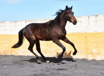 Cheval de sport espagnol, Jument, 3 Ans, 168 cm, Bai brun