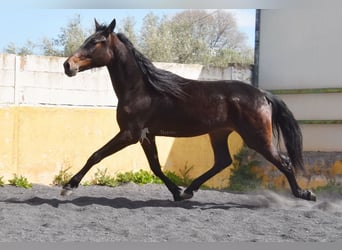 Cheval de sport espagnol, Jument, 3 Ans, 168 cm, Bai brun