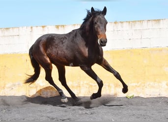 Cheval de sport espagnol, Jument, 3 Ans, 168 cm, Bai brun