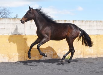 Cheval de sport espagnol, Jument, 3 Ans, 168 cm, Bai brun