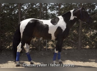 Cheval de sport espagnol, Jument, 3 Ans, 168 cm, Bai brun