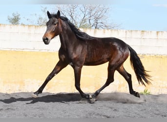 Cheval de sport espagnol, Jument, 3 Ans, 168 cm, Bai brun