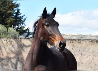 Cheval de sport espagnol, Jument, 3 Ans, 168 cm, Bai brun