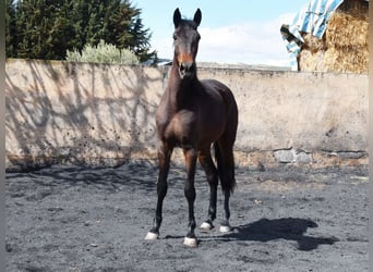 Cheval de sport espagnol, Jument, 3 Ans, 168 cm, Bai brun