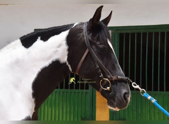 Cheval de sport espagnol, Jument, 4 Ans, 159 cm, Pinto